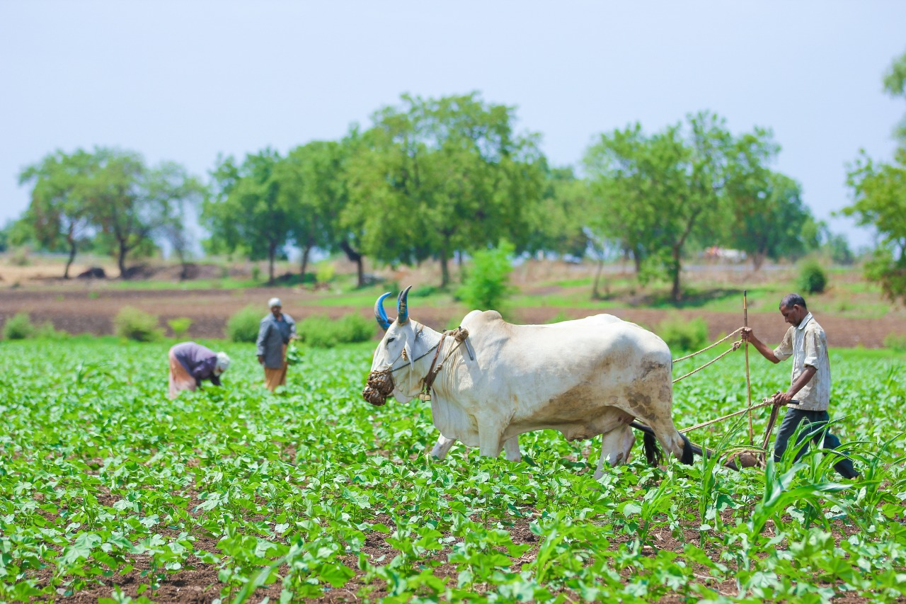 Farm