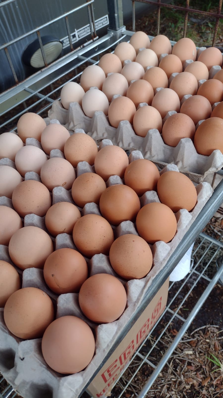 Chicken farm cages