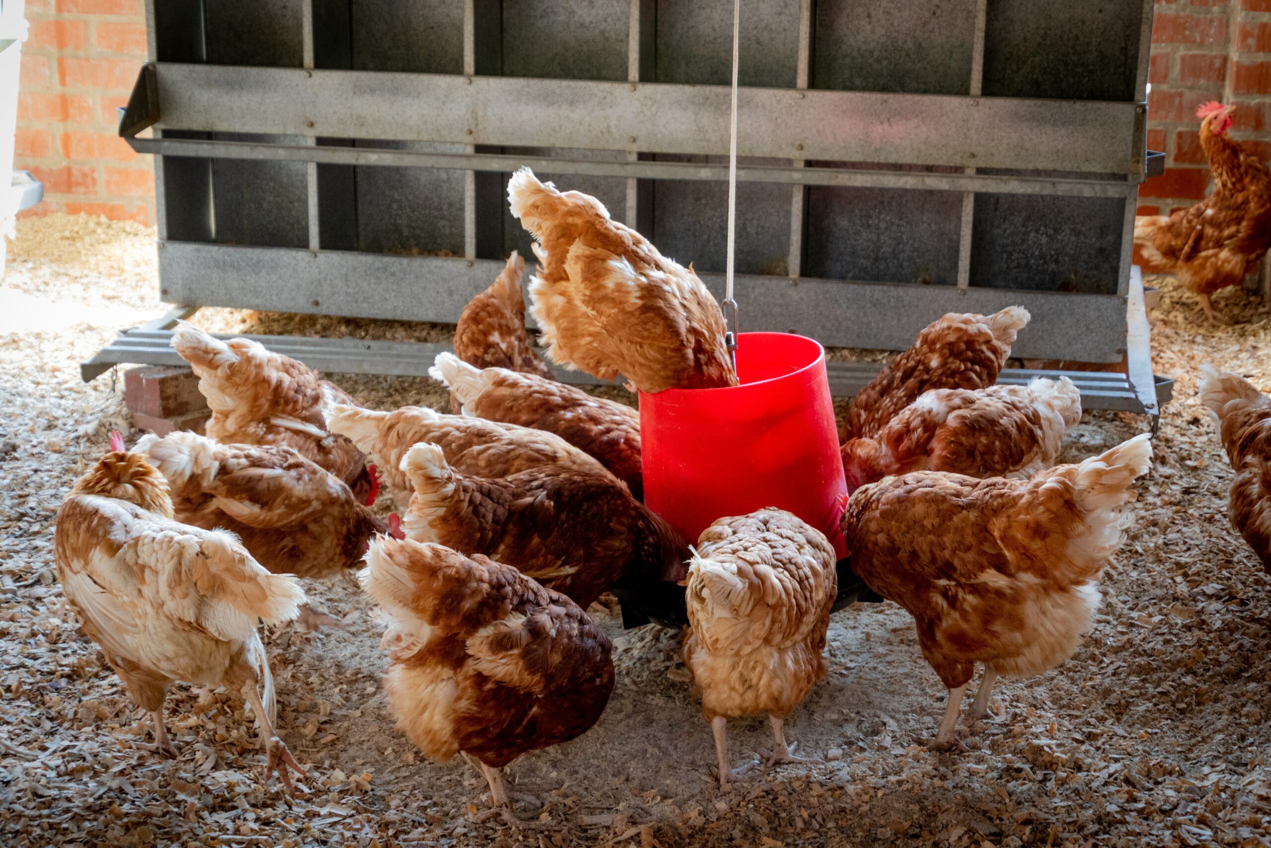 Poultry Farm