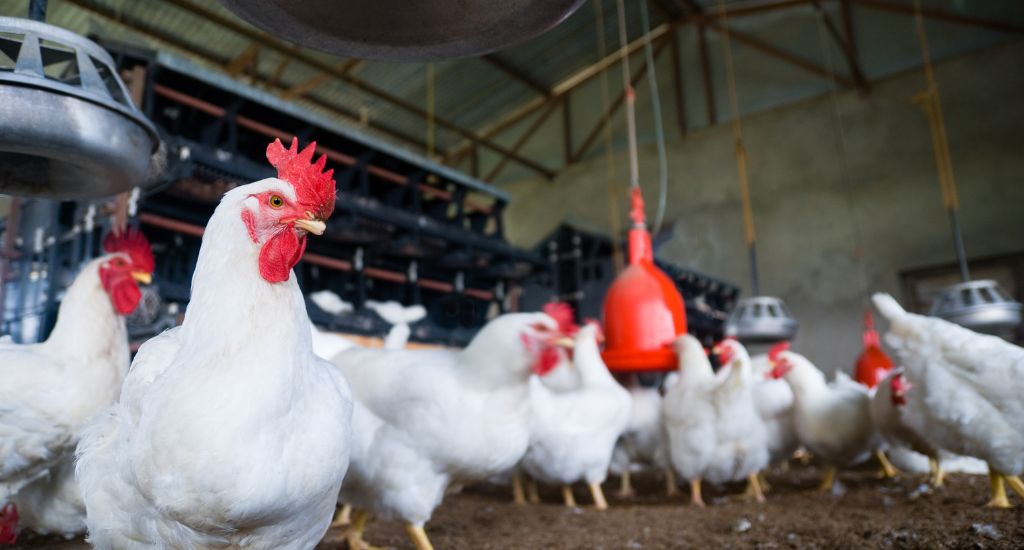 Close-up of hen