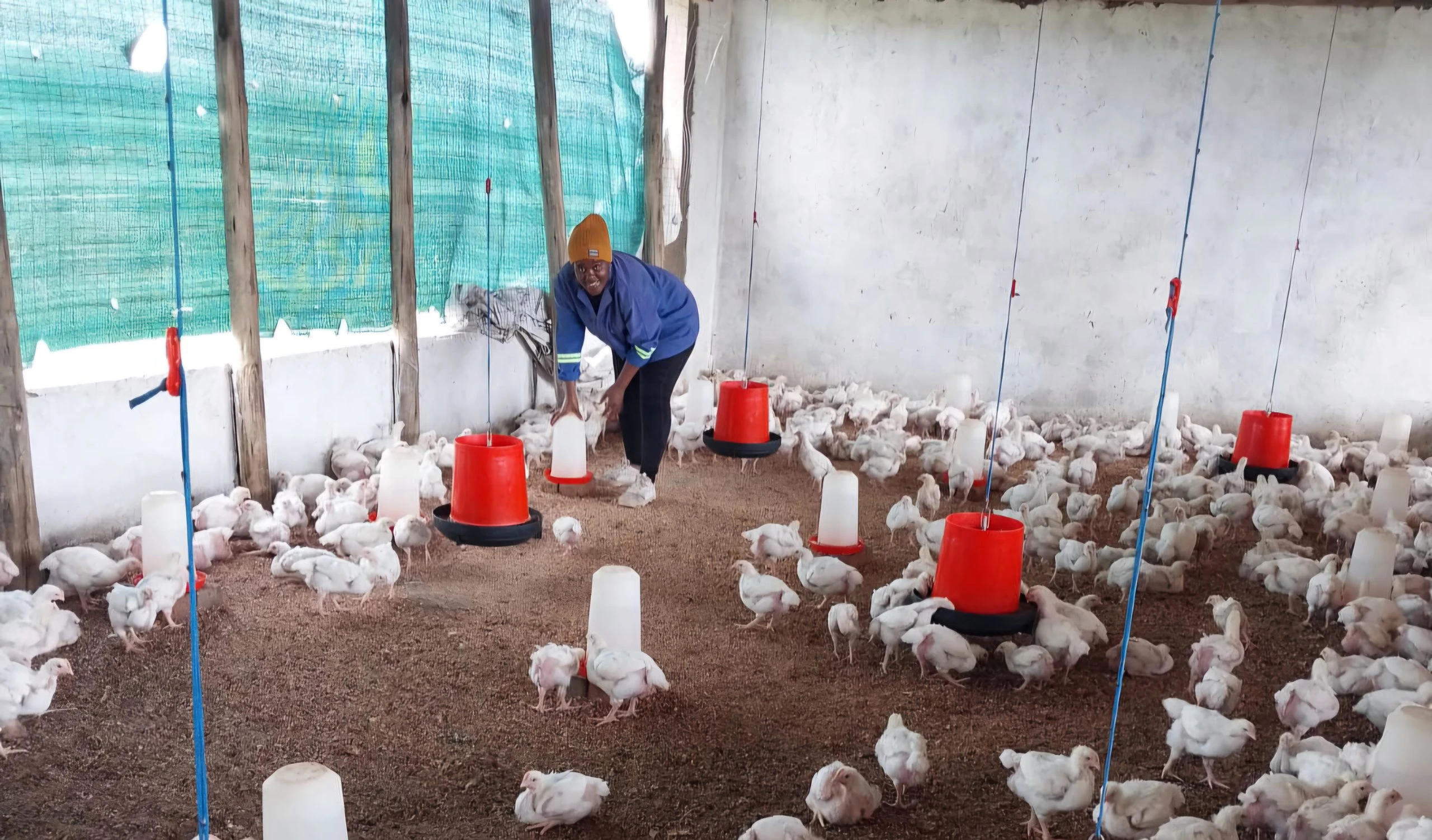 Chickens grazing in field