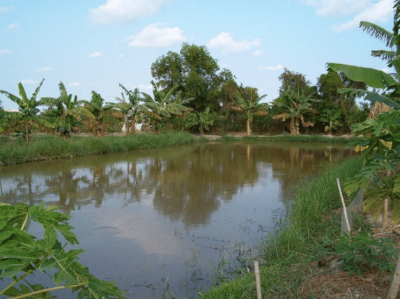 fish farm 
