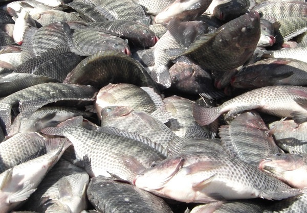 fish grazing in field