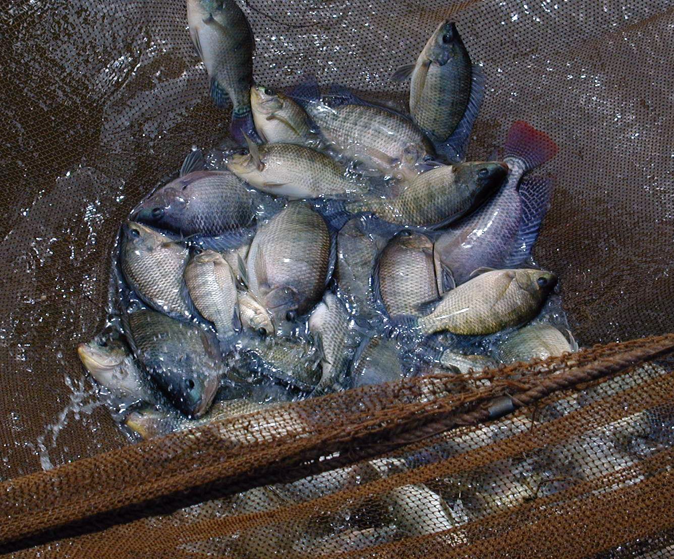fish in field