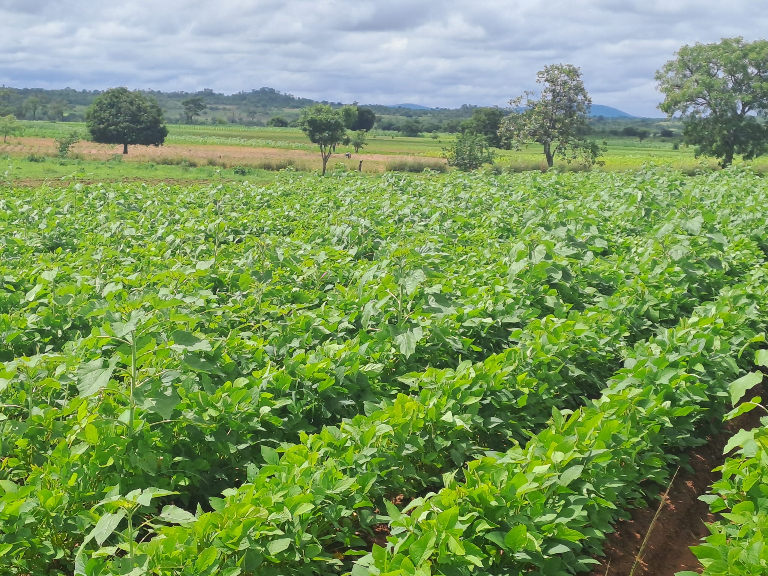 Crop Farm