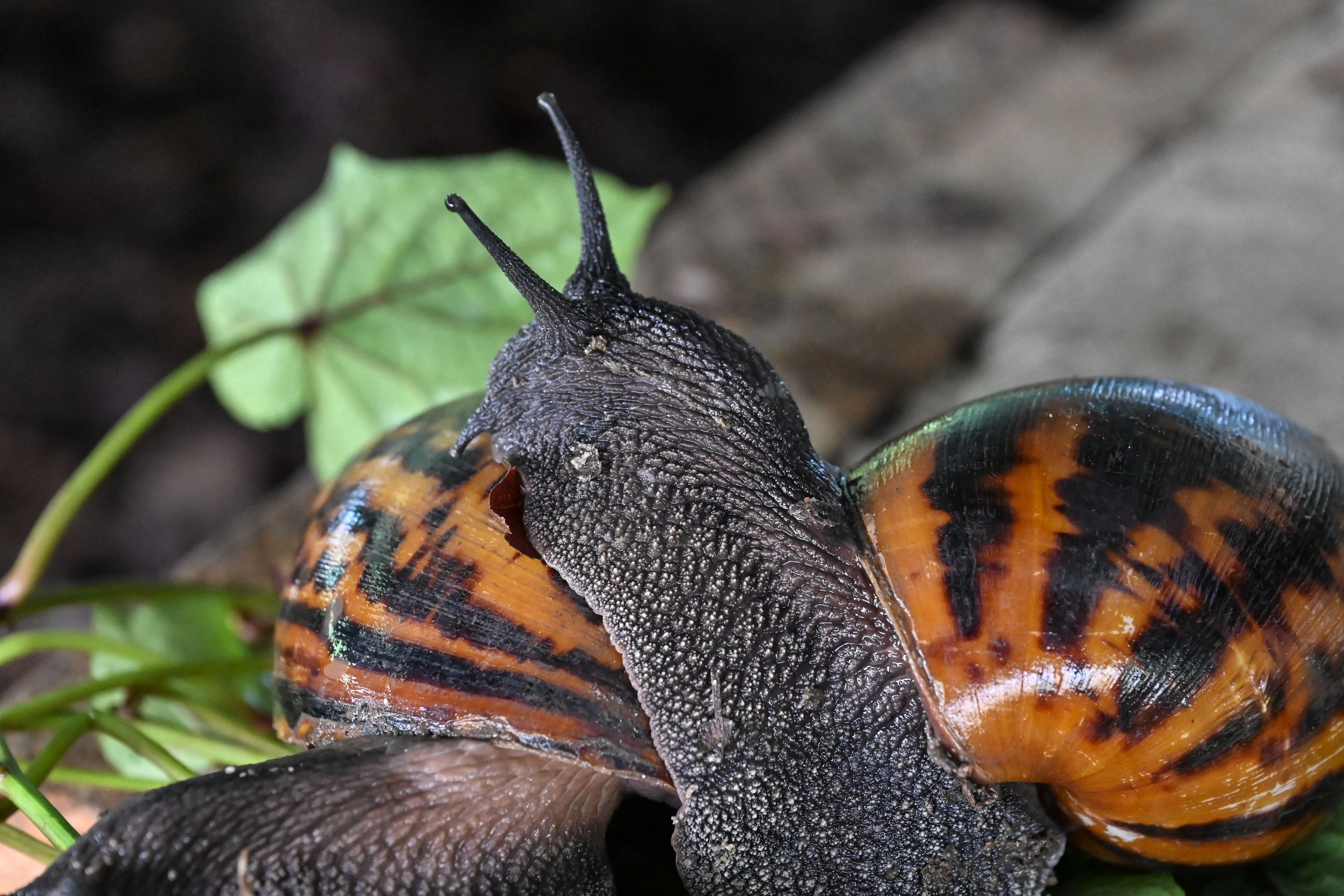 Snail Farm